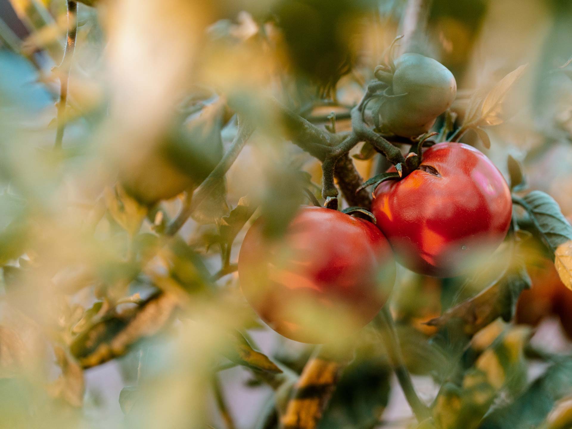 Neue_Tomatenpflanzen