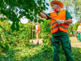 Grünpflege Team der Orangerie Aukamm pflget den Baumbestand