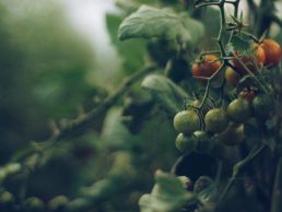 Cherrytomaten aus unserem Anbau