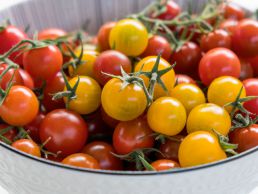 Wilde Tomaten in gelber Farbe