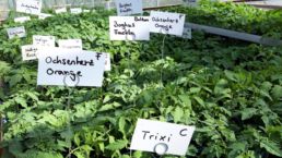 Bio-Gemüsepflanzen und Bio-Kräuter in der Orangerie Aukamm