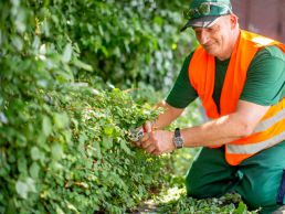 Grünteam schneidet Hecke