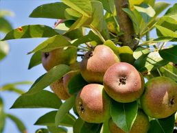 Obstbaumschnitt und Streuobstwiesenpflege